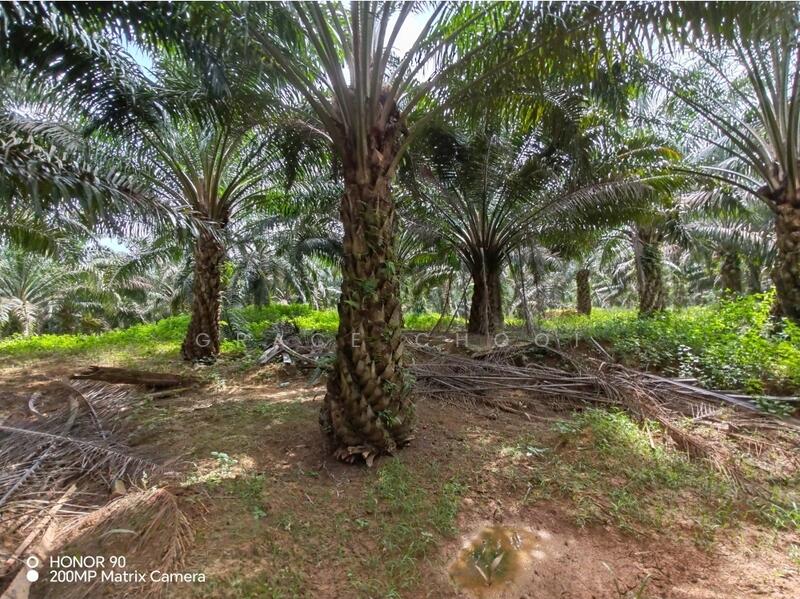 Agricultural Land for Sale in Port Dickson (Negeri Sembilan) - Grace Chooi - Garden - PropertyGuru.com.my