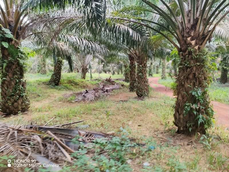 Tanah Pertanian untuk Dijual di Seremban (Negeri Sembilan) - Grace Chooi - Garden - PropertyGuru.com.my