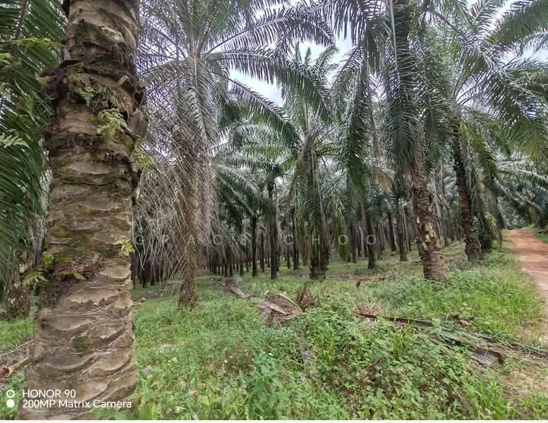 Tanah Pertanian untuk Dijual di Seremban (Negeri Sembilan) - Grace Chooi - Exterior - PropertyGuru.com.my