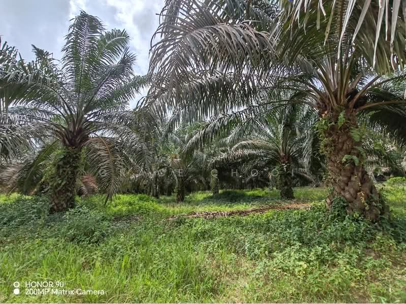 Tanah Pertanian untuk Dijual di Seremban (Negeri Sembilan) - Grace Chooi - Exterior - PropertyGuru.com.my