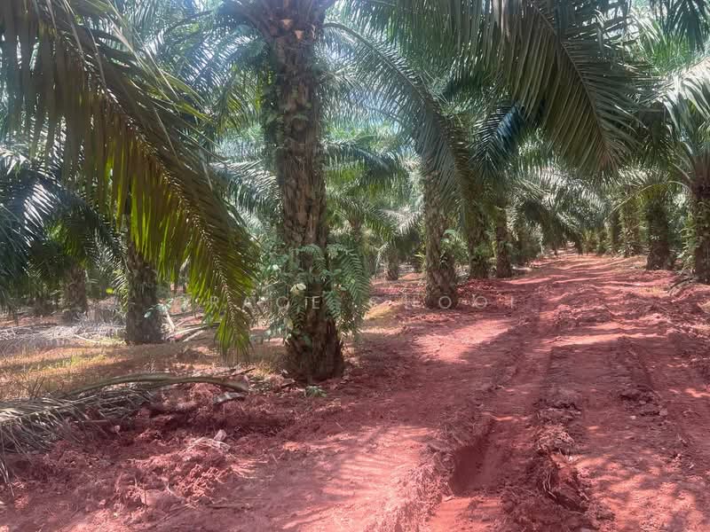 Agricultural Land for Sale in Kluang (Johor) - Grace Chooi - Exterior - PropertyGuru.com.my