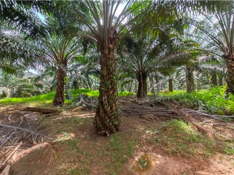 Agricultural Land for Sale in Kluang (Johor) - Grace Chooi - Garden - PropertyGuru.com.my