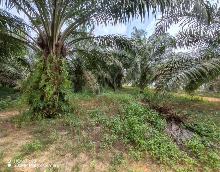 Agricultural Land for Sale in Kluang (Johor) - Grace Chooi - Exterior - PropertyGuru.com.my