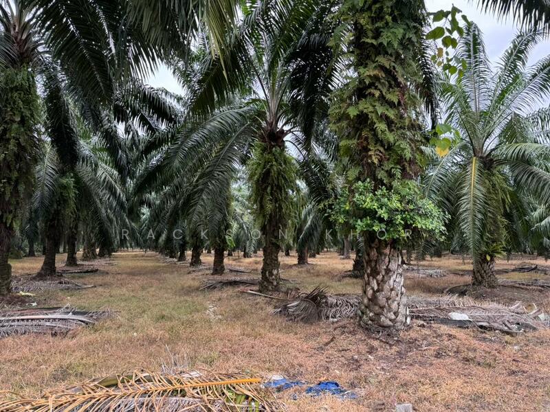 Tanah Perindustrian untuk Dijual di Nibong Tebal (Penang) - Rackson Khor - Exterior - PropertyGuru.com.my