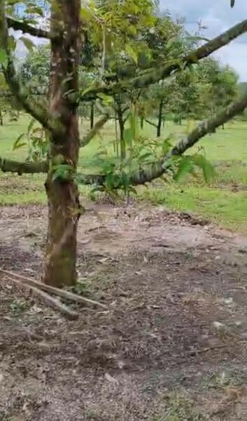 Tanah Pertanian untuk Dijual di Batang Padang (Perak) - WESLEY LOH - Garden - PropertyGuru.com.my
