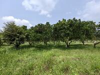For Sale - 100 acres Lanchang PSK Land + Nangka Business For Sale