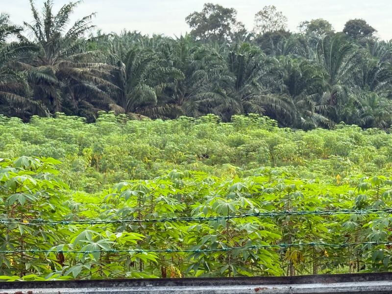 Agricultural Land for Sale in Kangkar Pulai (Skudai) - Caryn Tay - Exterior - PropertyGuru.com.my