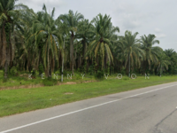 For Sale - Pokok Sena