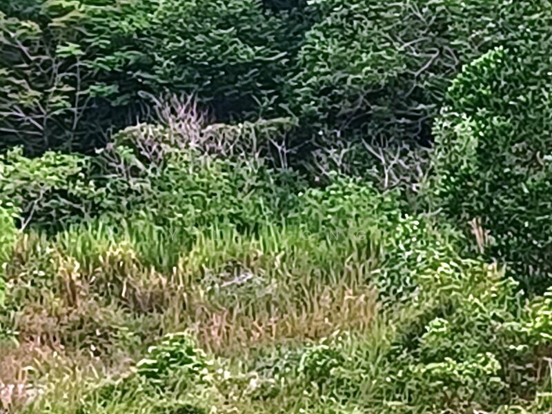 Untuk Dijual - Kota Damansara