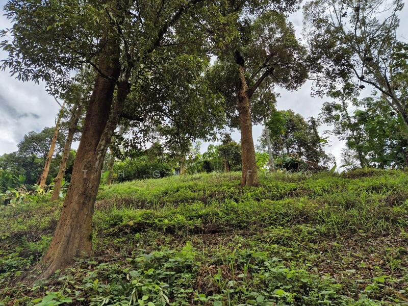 Agricultural Land for Sale in Lenggong (Perak) - Teh Guan Fong - Garden - PropertyGuru.com.my