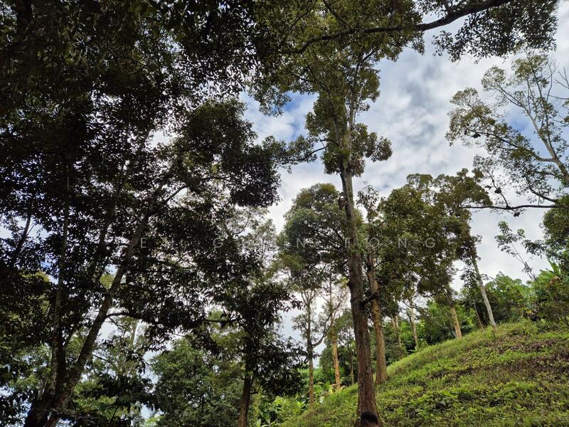 Agricultural Land for Sale in Lenggong (Perak) - Teh Guan Fong - Exterior - PropertyGuru.com.my