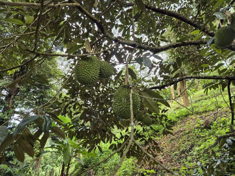 Agricultural Land for Sale in Lenggong (Perak) - Teh Guan Fong - Exterior - PropertyGuru.com.my