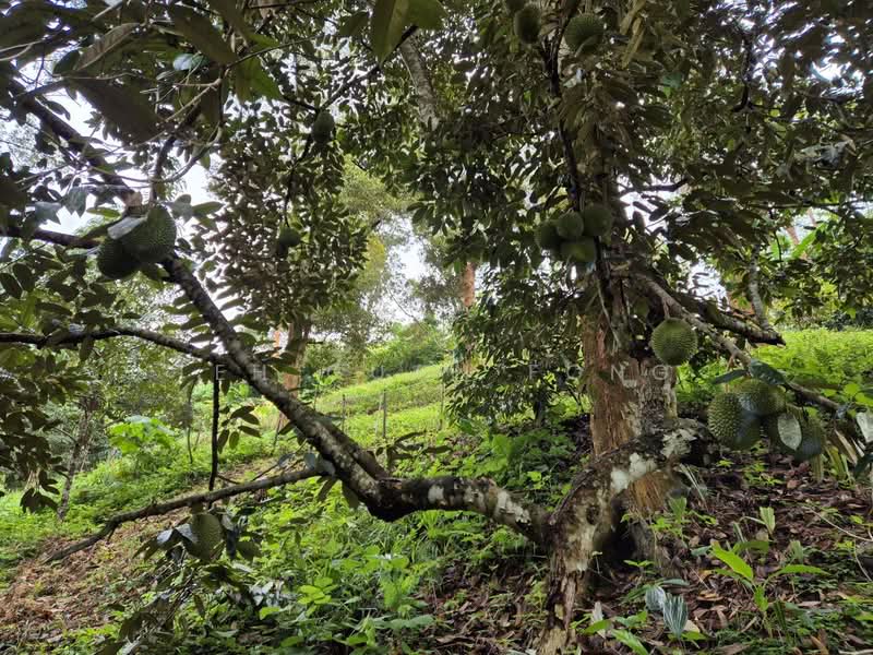 Agricultural Land for Sale in Lenggong (Perak) - Teh Guan Fong - Exterior - PropertyGuru.com.my