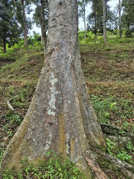 Agricultural Land for Sale in Lenggong (Perak) - Teh Guan Fong - Exterior - PropertyGuru.com.my