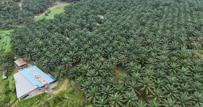 Tanah Pertanian untuk Dijual di Kota Tinggi (Johor) - K S Ong - Exterior - PropertyGuru.com.my