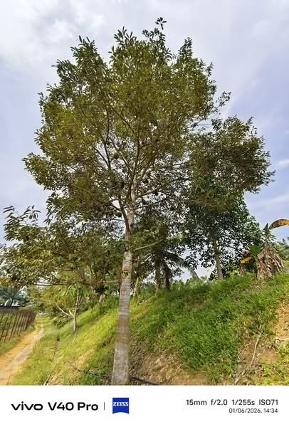 Tanah Pertanian untuk Dijual di Kota Tinggi (Johor) - K S Ong - Exterior - PropertyGuru.com.my