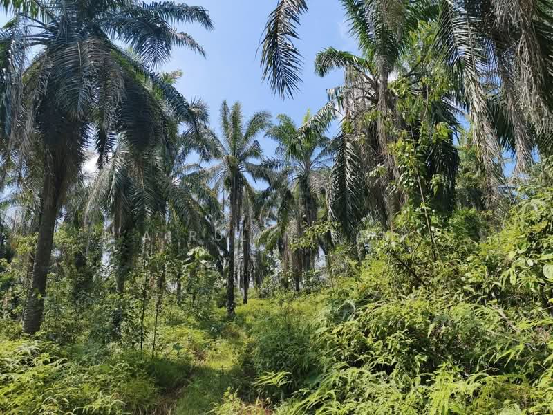 Tanah Pertanian untuk Dijual di Sedenak (Johor) - AIRUL NIZAM - Exterior - PropertyGuru.com.my