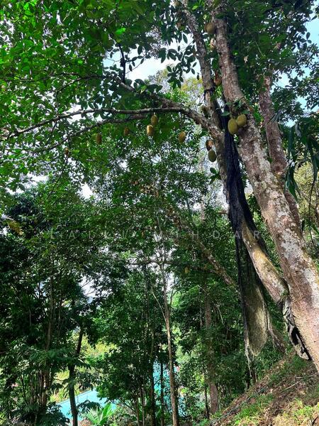 Agricultural Land for Sale in Bentong (Pahang) - Laili Mihdar - Garden - PropertyGuru.com.my