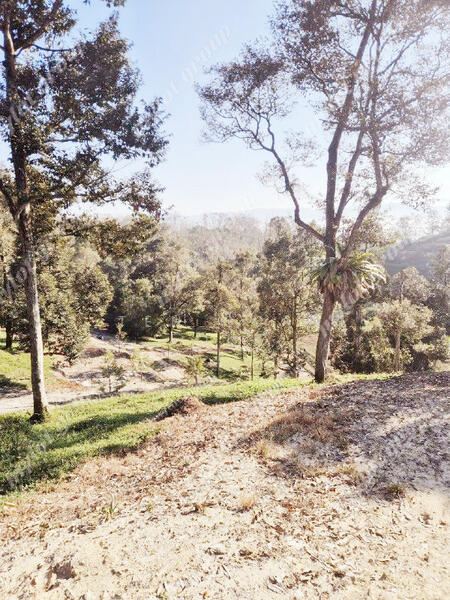 Agricultural Land for Sale in Kulim (Kedah) - Teh Guan Fong - Exterior - PropertyGuru.com.my