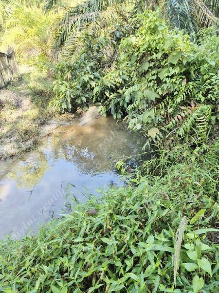 Agricultural Land for Sale in Kulim (Kedah) - Teh Guan Fong - Exterior - PropertyGuru.com.my