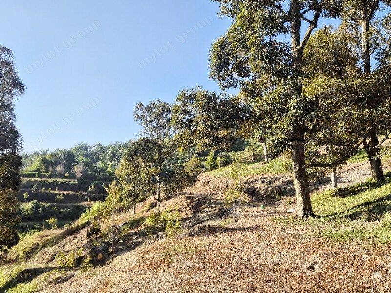 8.03 acre Durian Farm | Slope land |Sungai Ular | Kulim | Kedah Rm3.23 psf B untuk Untuk Dijual - RM 1,129,500, Apr 2026 - Exterior - PropertyGuru.com.my
