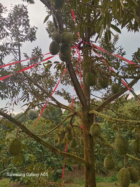 Agricultural Land for Sale in Ayer Paabas (Alor Gajah) - Vito Lee - PropertyGuru.com.my