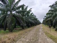For Sale - Oil Palm Plantation @ Beluran, Sabah