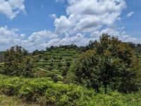 For Sale - 94 Acres Durian Land @ Padang Tengku, Pahang