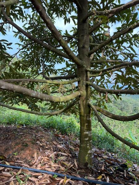 Agricultural Land for Sale in Sungai Siput (Perak) - YY Cheah - PropertyGuru.com.my