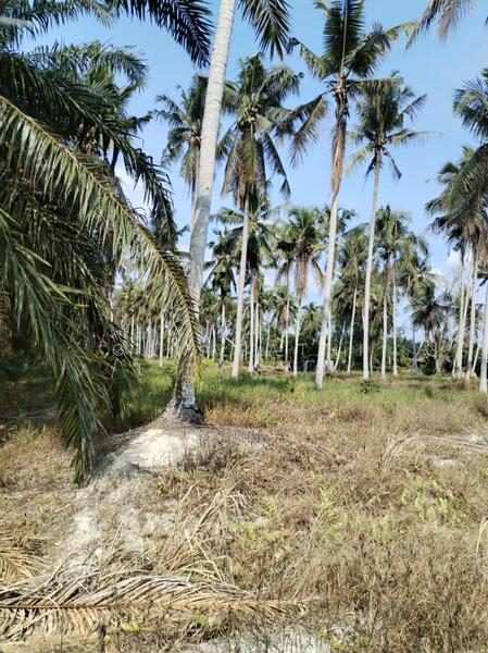 Tanah Pertanian untuk Dijual di Kampung Serdang (Sitiawan) - Ganabathi A/L Ramachandran - Exterior - PropertyGuru.com.my