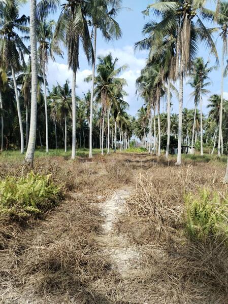 Tanah Pertanian untuk Dijual di Kampung Serdang (Sitiawan) - Ganabathi A/L Ramachandran - Exterior - PropertyGuru.com.my