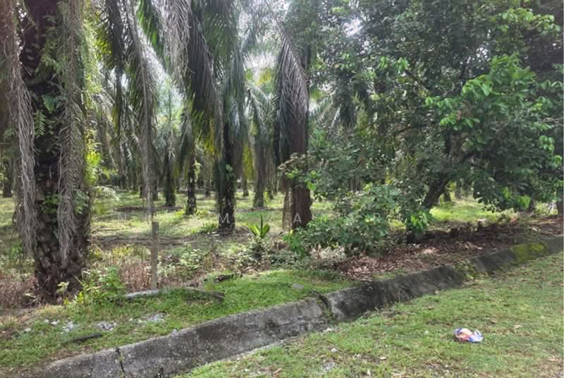 Agricultural Land for Sale in Tanjung Malim (Perak) - Nizam Zakaria - Garden - PropertyGuru.com.my