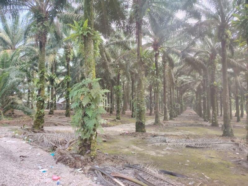 Tanah Perindustrian untuk Dijual di Pekan Nanas (Johor) - Joanne Yong - Exterior - PropertyGuru.com.my