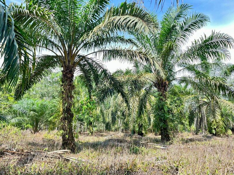 Agricultural Land for Sale in Kampung Air Baloi (Ayer Baloi) - Mohd Faez - Garden - PropertyGuru.com.my