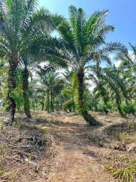 Agricultural Land for Sale in Kampung Air Baloi (Ayer Baloi) - Mohd Faez - Exterior - PropertyGuru.com.my