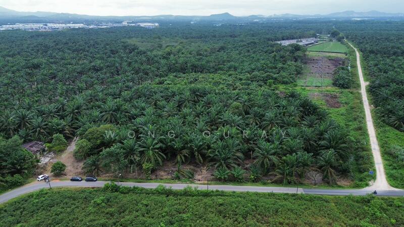 For Sale - Pekan Nana Pekans Nanas