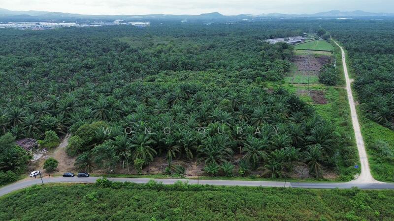 For Sale - Pekan Nana Pekans Nanas