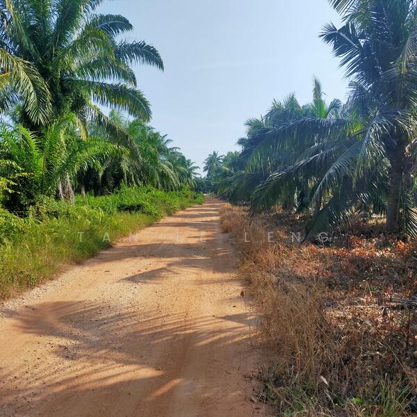 Untuk Dijual - Sabak Bernam