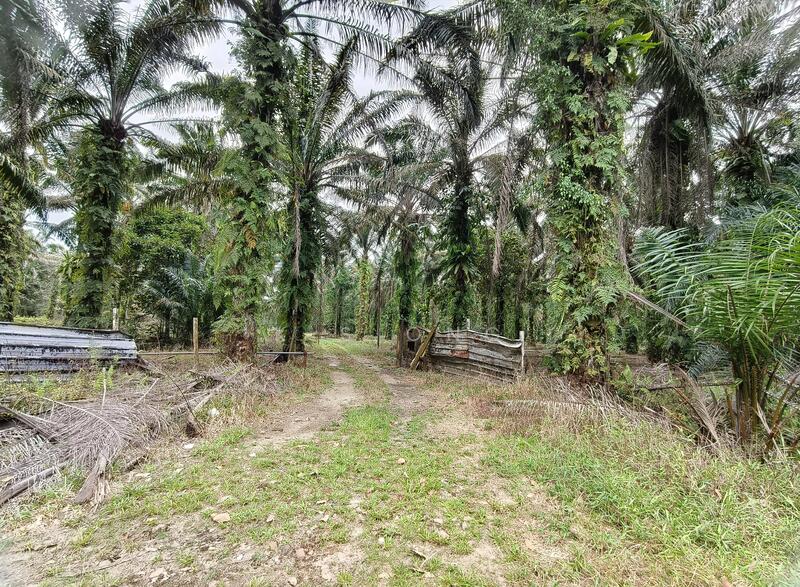 Industrial Land for Sale in Pekan Nanas (Johor) - K S Ong - Exterior - PropertyGuru.com.my