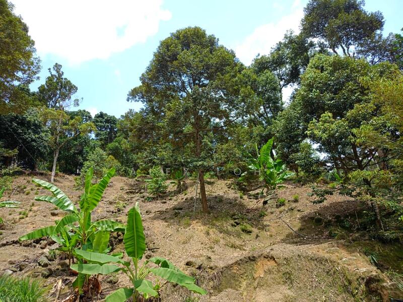 Agricultural Land for Sale in Balik Pulau (Penang) - Alex Loh - Garden - PropertyGuru.com.my