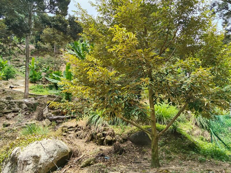 Agricultural Land for Sale in Balik Pulau (Penang) - Alex Loh - Garden - PropertyGuru.com.my