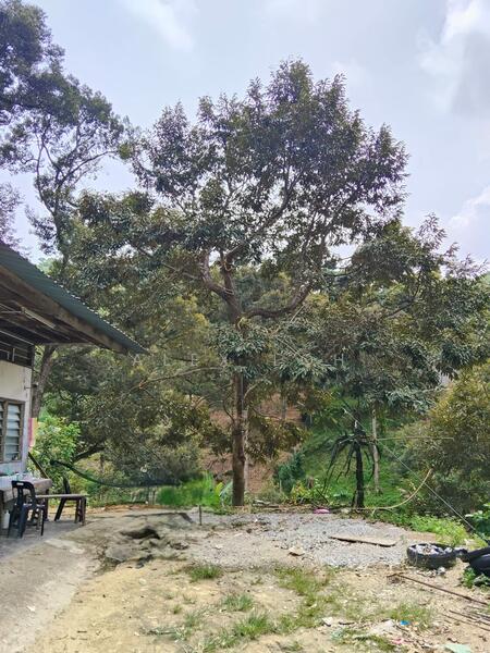 Agricultural Land for Sale in Balik Pulau (Penang) - Alex Loh - Exterior - PropertyGuru.com.my