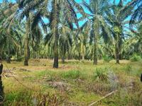 For Sale - Jalan Karak Kampung Kelubi Mentakab Pahang