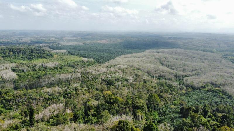 Agricultural Land for Sale in Tanah Merah (Kelantan) - NIK AZWAN - Exterior - PropertyGuru.com.my