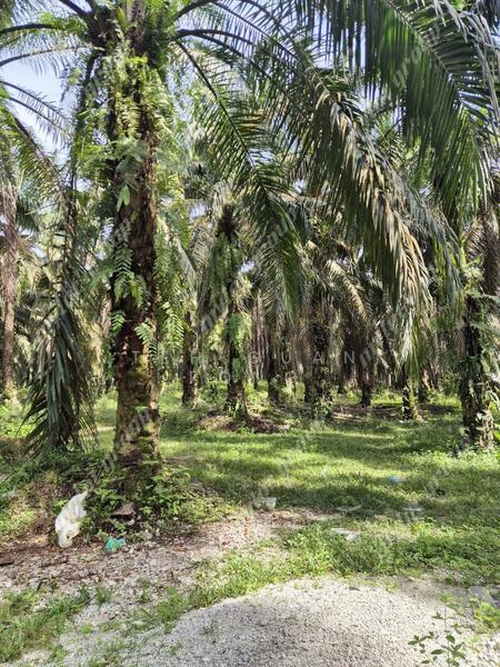 Tanah Pertanian untuk Dijual di Karangan (Kedah) - Teh Guan Fong - Exterior - PropertyGuru.com.my