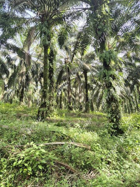Tanah Pertanian untuk Dijual di Karangan (Kedah) - Teh Guan Fong - Exterior - PropertyGuru.com.my