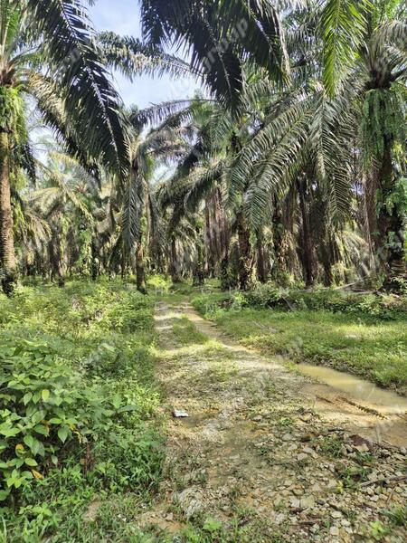 Tanah Pertanian untuk Dijual di Karangan (Kedah) - Teh Guan Fong - Exterior - PropertyGuru.com.my