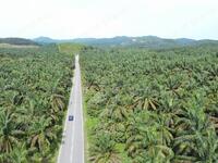 For Sale - 101.18 Acre Agricultural Land | Sungai kob | Karangan | Labu Besar | Kedah b RM4.90psf