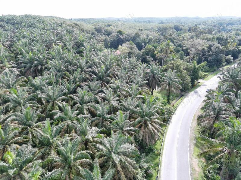 Tanah Pertanian untuk Dijual di Karangan (Kedah) - Teh Guan Fong - Exterior - PropertyGuru.com.my
