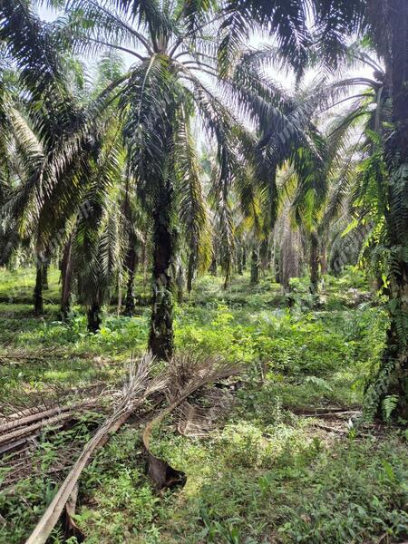 Tanah Pertanian untuk Dijual di Karangan (Kedah) - Teh Guan Fong - Exterior - PropertyGuru.com.my
